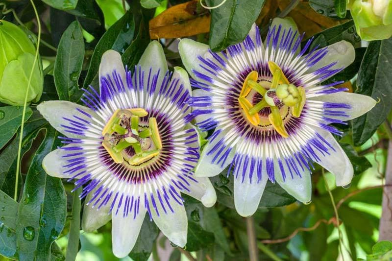 Blue Passion Flower, Live Starter Plant, Passiflora Caerulea, Hardy Climbing Vine, Fast Growing, 4-8 in