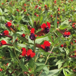 May include: Close-up of vibrant red and purple flowers with green leaves. The flowers have a unique shape, with bright red petals and dark purple centers. The image is of a field of these flowers.