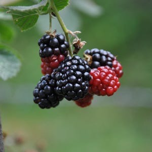May include: Close-up of a cluster of ripe blackberries, transitioning from red to deep black, hanging from a green stem. The berries are in various stages of ripeness, with a blurred green background.