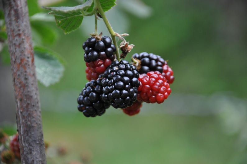 May include: Close-up of a cluster of ripe blackberries, transitioning from red to deep black, hanging from a green stem. The berries are in various stages of ripeness, with a blurred green background.