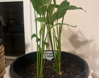 May include: A potted green plant with long, slender stems and large, dark green leaves. The plant is labeled "Mangal 1-30-23".