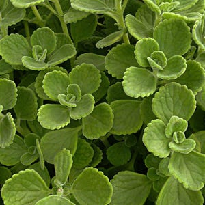 Oregano Plant - Florida Grown - Also known as Mexican Mint  - Plectranthus Amboinicus - Indian Borage - Mexican Thyme - Spanish Thyme
