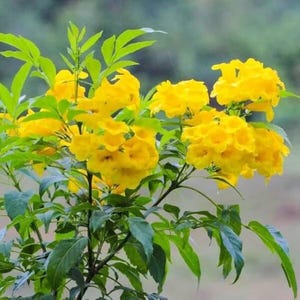 May include: A vibrant image of a flowering plant with clusters of bright yellow blossoms. The flowers are in full bloom, showcasing their intricate details. The plant's green leaves provide a contrasting backdrop, creating a visually appealing composition.