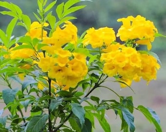 Op de afbeelding: Een close-up van een bloeiende plant met heldergele bloemen. De bloesems zijn in clusters gerangschikt en tonen hun delicate structuur. De groene bladeren van de plant vormen een contrasterende achtergrond, wat een visueel aantrekkelijke compositie creëert.