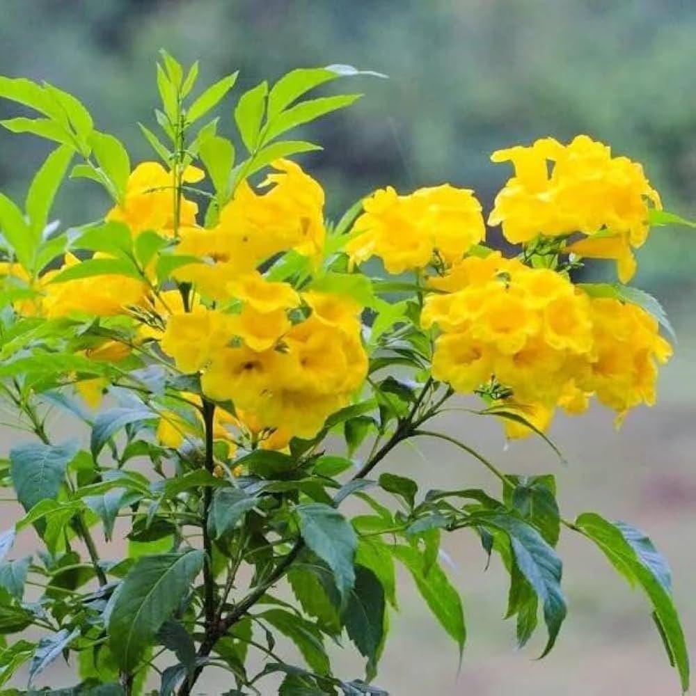 Yellow Bells Plant - Etsy