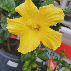 Puede incluir: Una vibrante flor de hibisco amarilla, cubierta de gotas de agua, florece en una maceta gris oscura. Los pétalos de la flor irradian desde el centro, mostrando sus intrincados detalles. Hojas verdes rodean la flor.