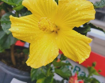 Op de afbeelding: Een heldergele hibiscusbloem, bedekt met waterdruppels, bloeit in een donkergrijze pot. De bloemblaadjes van de bloem stralen uit het midden en tonen de ingewikkelde details. Groene bladeren omringen de bloem.