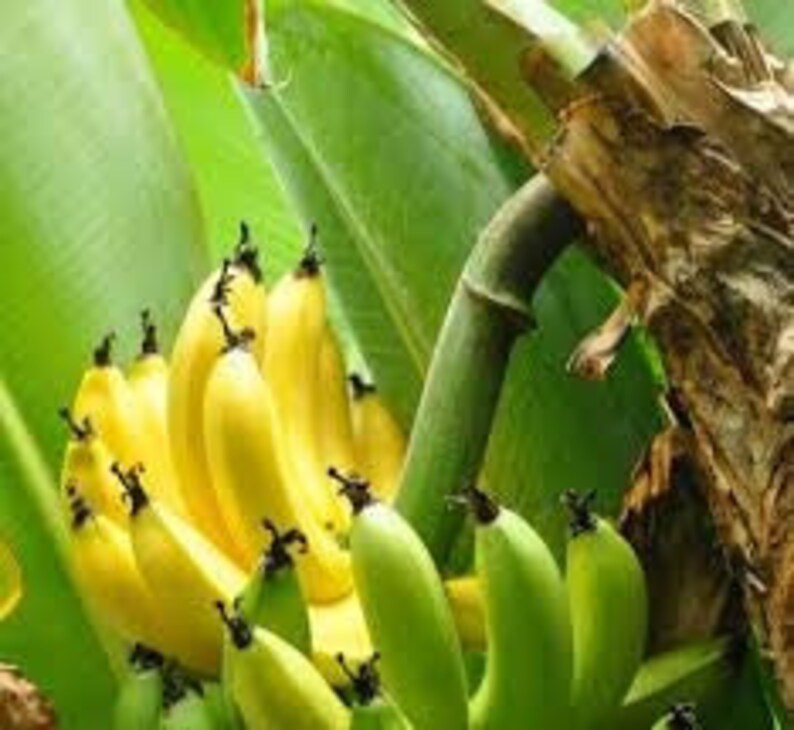 Banana Tree Grand Nain Nain Dwarf Bananas Fruit Tree Etsy