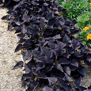 May include: A close-up of a bed of dark purple sweet potato vine with heart-shaped leaves. The plant is next to a bed of green plants with orange flowers. The ground is covered in small gravel.