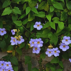 May include: A close-up of a climbing plant with vibrant green leaves and clusters of light purple flowers with yellow centers. The flowers are in full bloom, creating a beautiful contrast against the green foliage.