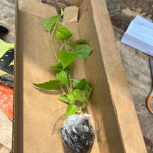 Pakistan Mulberry - Morus macroura - Starter Plant for Planting