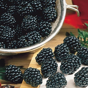 Prime Ark Blackberry Starter Plant - Edible Berry Bush - Blackberry Bush - Fruit Bush - Blackberry Garden - Live Starter Plants