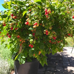 May include: A large potted raspberry bush with ripe red raspberries hanging from the branches. The bush is in a black plastic pot and is growing in a brick patio.