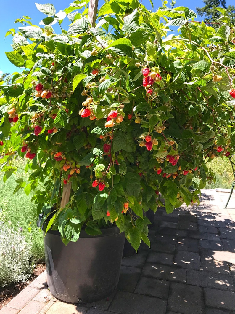 May include: A large potted raspberry bush with ripe red raspberries hanging from the branches. The bush is in a black plastic pot and is growing in a brick patio.