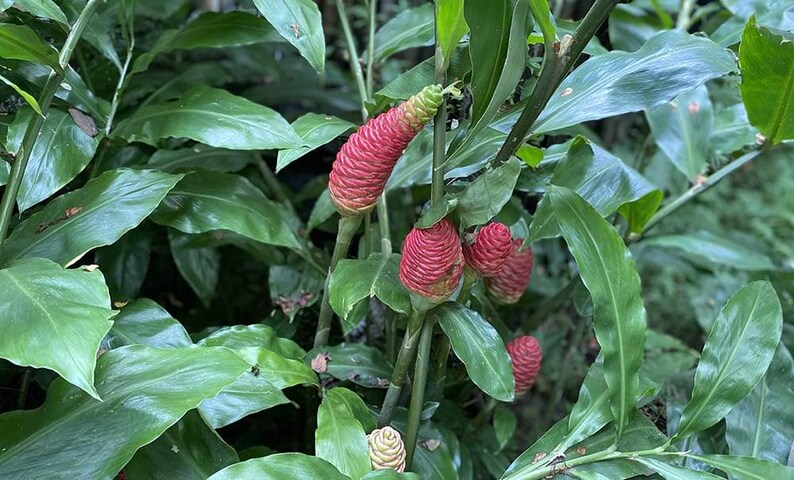 Shampoo Ginger Ryzome Shampoo Ginger Rhizomes: Fresh Roots for Planting - Hawaiian Lily - Etsy