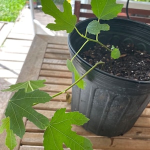LSU Purple Fig Tree Starter Plant - 3-5 inches - Florida Grown - Ficus carica L - Figs Tree - Fruit Tree - Edible Figs - Live Fig Plant
