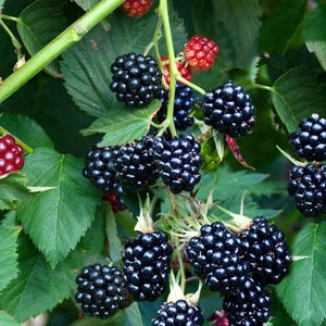 May include: A cluster of ripe, glossy black blackberries hanging from a green stem with serrated leaves. Several smaller, unripe red berries are visible on the vine, showing a transition in color and development on the plant.