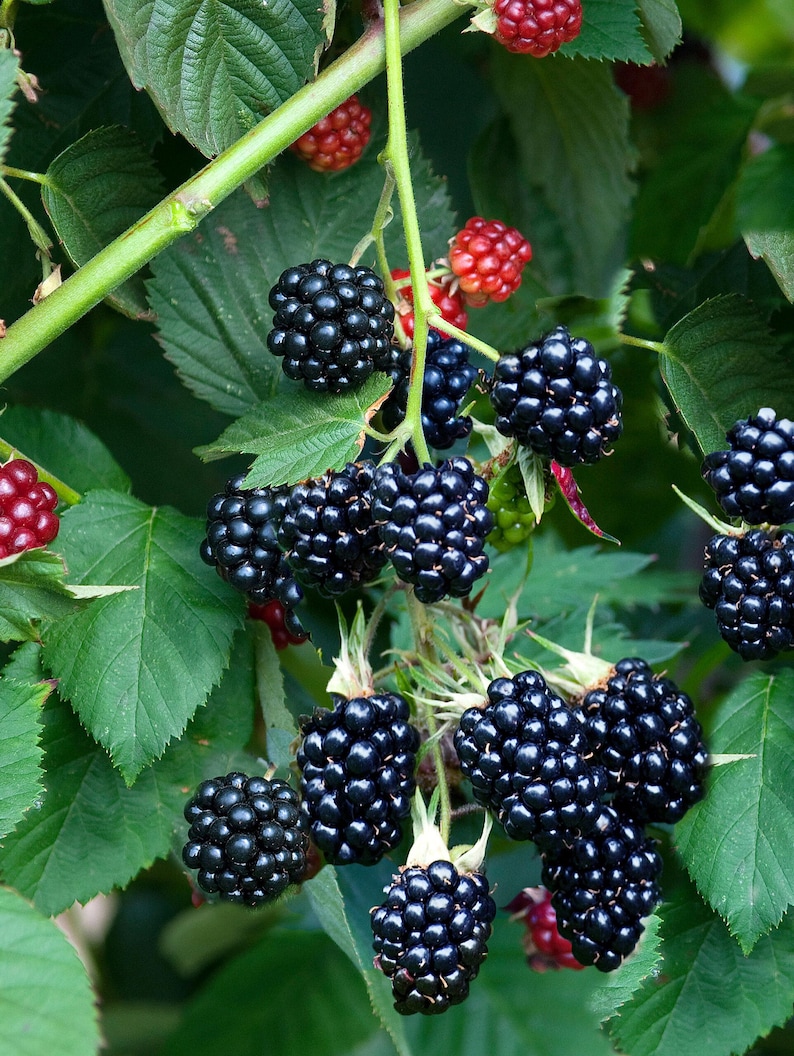 May include: A cluster of ripe, glossy black blackberries hanging from a green stem with serrated leaves. Several smaller, unripe red berries are visible on the vine, showing a transition in color and development on the plant.