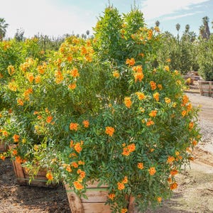 May include: A vibrant image of a flowering plant with lush green foliage and clusters of bright orange trumpet-shaped flowers. The plant is in a wooden planter, with other plants in the background. The scene is outdoors under a sunny sky.