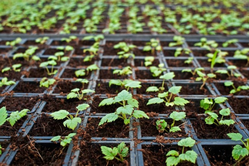 May include: Close-up of a tray of small green plants growing in individual cells. The plants are in various stages of growth, with some having multiple leaves and others just starting to sprout.