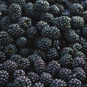 Puede incluir: Una gran colecci&oacute;n de moras frescas, cada una con un color p&uacute;rpura oscuro a negro y una textura rugosa caracter&iacute;stica de los frutos agregados. Las bayas est&aacute;n agrupadas, llenando todo el encuadre con sus formas redondeadas.