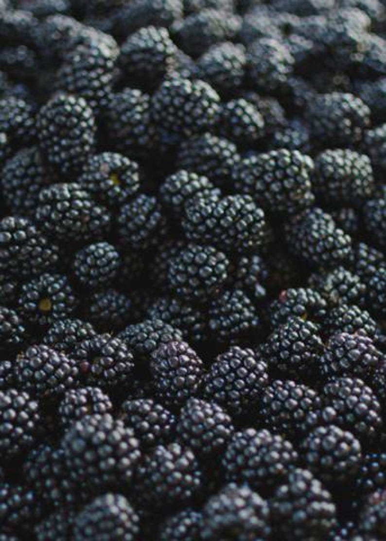 Puede incluir: Una gran colecci&oacute;n de moras frescas, cada una con un color p&uacute;rpura oscuro a negro y una textura rugosa caracter&iacute;stica de los frutos agregados. Las bayas est&aacute;n agrupadas, llenando todo el encuadre con sus formas redondeadas.