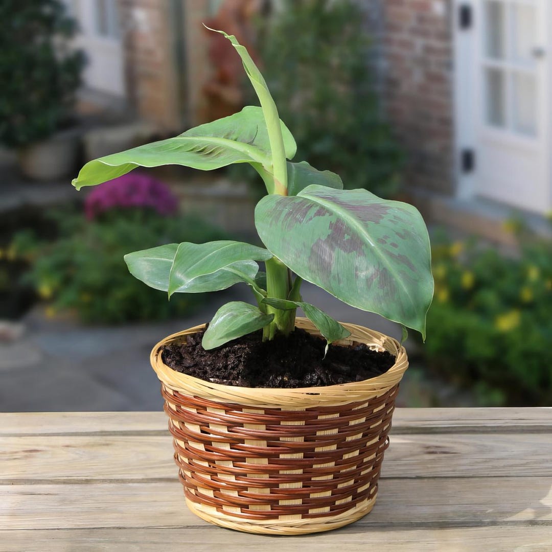 Truly Tiny Banana Starter Plant, Compact Tropical Indoor Dwarf Musa (4 ...