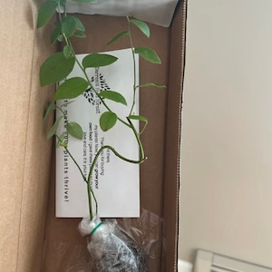 Legacy Blueberry Starter Plant - Vaccinium Corymbosum &#39;Legacy&#39; - Live 4-8 inches Tall - Plant for Planting - Blue Berries - Fruit Bush