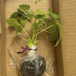 Glencoe Raspberry, Live Starter Plant, Thornless Raspberry Bush, Sweet Purple Berries, 4–8 in image 2