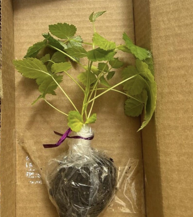 Glencoe Raspberry, Live Starter Plant, Thornless Raspberry Bush, Sweet Purple Berries, 4–8 in image 2