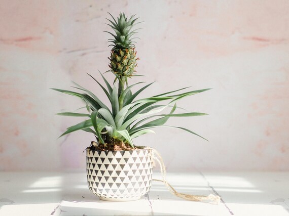 Sugarloaf Pineapple Pineapple Plant - Etsy