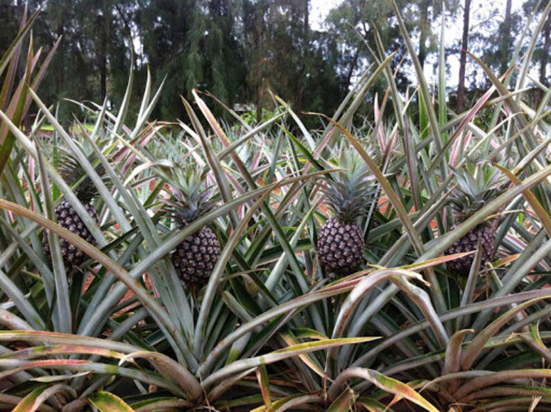 Sugarloaf Pineapple Ananas Comosus Kaua i Sugarloaf Etsy Sugarloaf Pineapple Ananas Comosus Kaua i Sugarloaf Etsy
