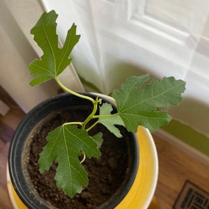 LSU Gold Fig Tree Starter Plant - Mountain Fig Plant - 3-5 inches - Ficus carica - LSU Fig - Edible Fruit Tree - Figs Tree - Edible Figs