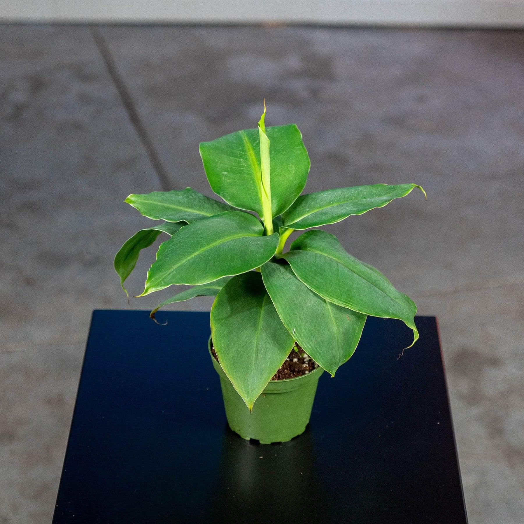 Truly Tiny Banana Starter Plant, Compact Tropical Indoor Dwarf Musa (4 ...
