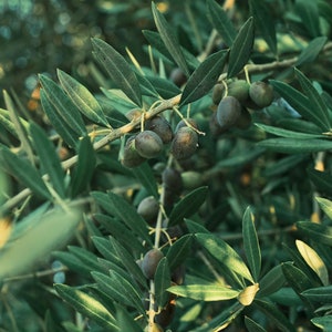 Olive Tree Starter Plant - Arbequina Olive Tree - Olives - Edible Olive Plant for Olive Oil - Dwarf Olive Tree Olive Tree - Starter Plant