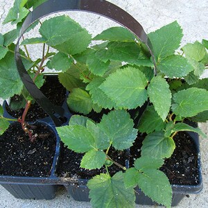 Puede incluir: Una bandeja de pl&aacute;stico negro con seis compartimentos individuales, cada uno con una peque&ntilde;a planta verde con varias hojas. La bandeja tiene un asa negra.