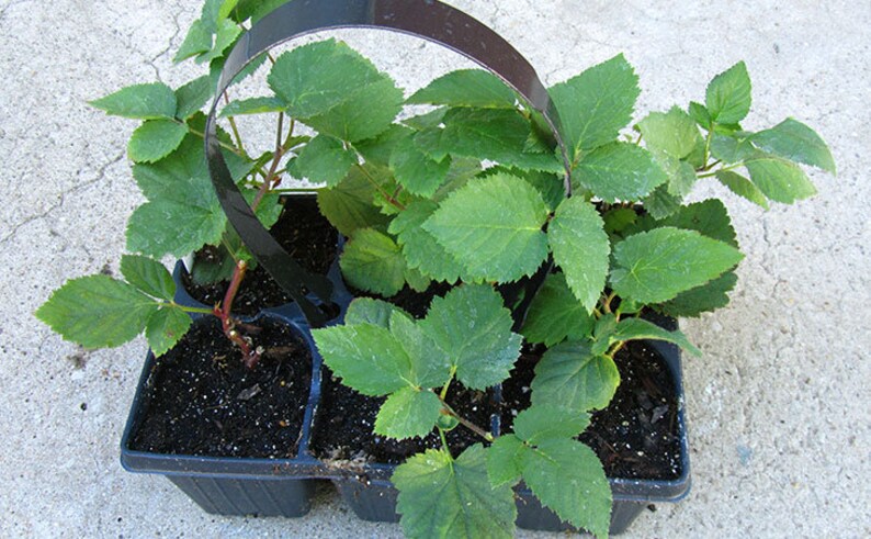 Puede incluir: Una bandeja de pl&aacute;stico negro con seis compartimentos individuales, cada uno con una peque&ntilde;a planta verde con varias hojas. La bandeja tiene un asa negra.