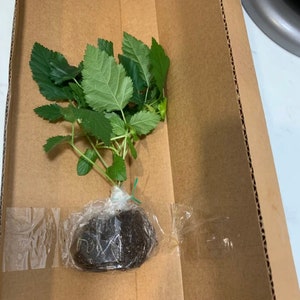 Navaho Blackberry, 2 Live Starter Plants, Thornless Berry Bush, Sweet High-Sugar Berries, 4–8 in image 5