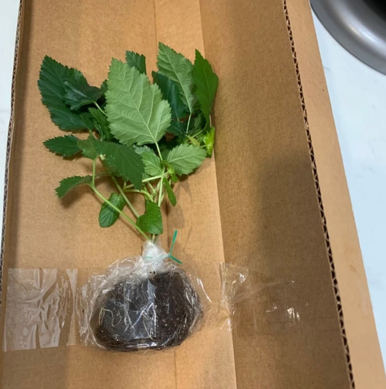 Navaho Blackberry, 2 Live Starter Plants, Thornless Berry Bush, Sweet High-Sugar Berries, 4–8 in image 5