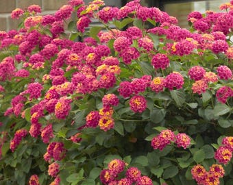 Athens Rose Lantana, 2 Live Starter Plants, Lantana Camara, Rose Pink Tropical Shrub, Butterfly Plant, 4–8 in