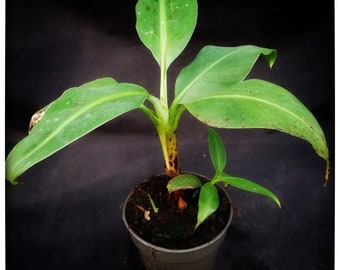 May include: A small banana plant with green leaves growing in a gray pot. The plant is in the early stages of growth and has a single stem.