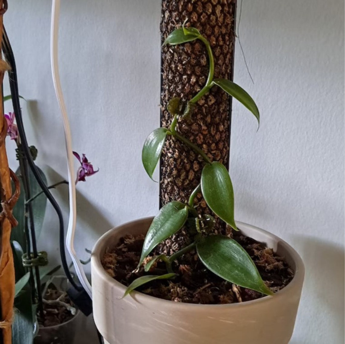 Vanilla Bean Orchid Vanilla Planifolia Starter Plant Etsy