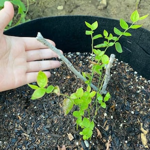 Emerald Blueberry Starter Plant - Southern Highbush - Blueberry - Fruit Bush - Starter Plant 4-6 inches - Vaccinium corymbosum