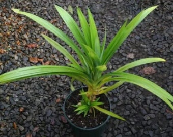 PANDAN Starter Plant - Pandan Leaves Plant - Pandan Grass - 4-6 Inch starter - Pandanus Amaryllifolius Live Plant - Edible Pandan