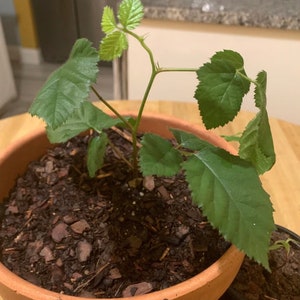 Navaho Blackberry, 2 Live Starter Plants, Thornless Berry Bush, Sweet High-Sugar Berries, 4–8 in image 3