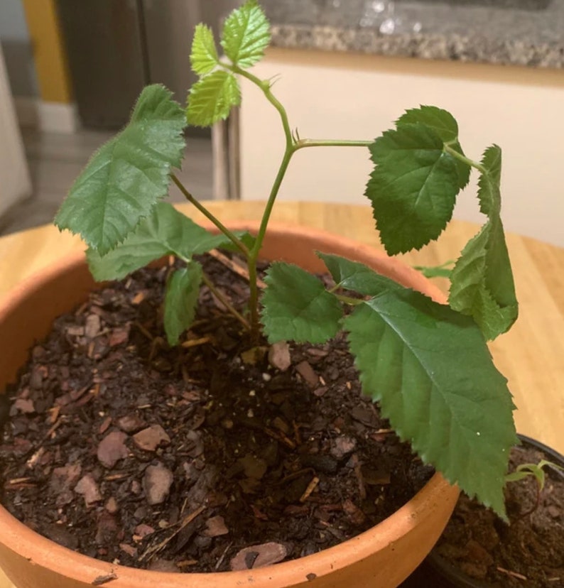 Navaho Blackberry, 2 Live Starter Plants, Thornless Berry Bush, Sweet High-Sugar Berries, 4–8 in image 3