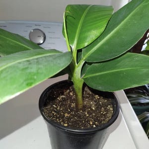 Kokopo Banana Starter Plant - Rare Banana from Papua New Guinea - Patupi Banana Plant Indoor - Kokopo Banana - Banana Tree Starter