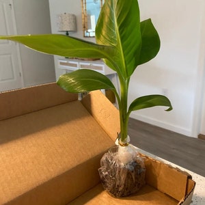 May include: A small banana plant with green leaves in a cardboard box. The plant is wrapped in a clear plastic bag with soil around the roots.