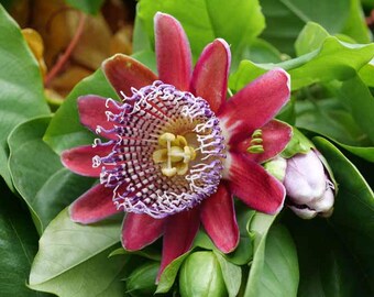 Giant Granadilla, Live Starter Plant, Passiflora Quadrangularis, Edible Tropical Fruit Vine, 4–8 in