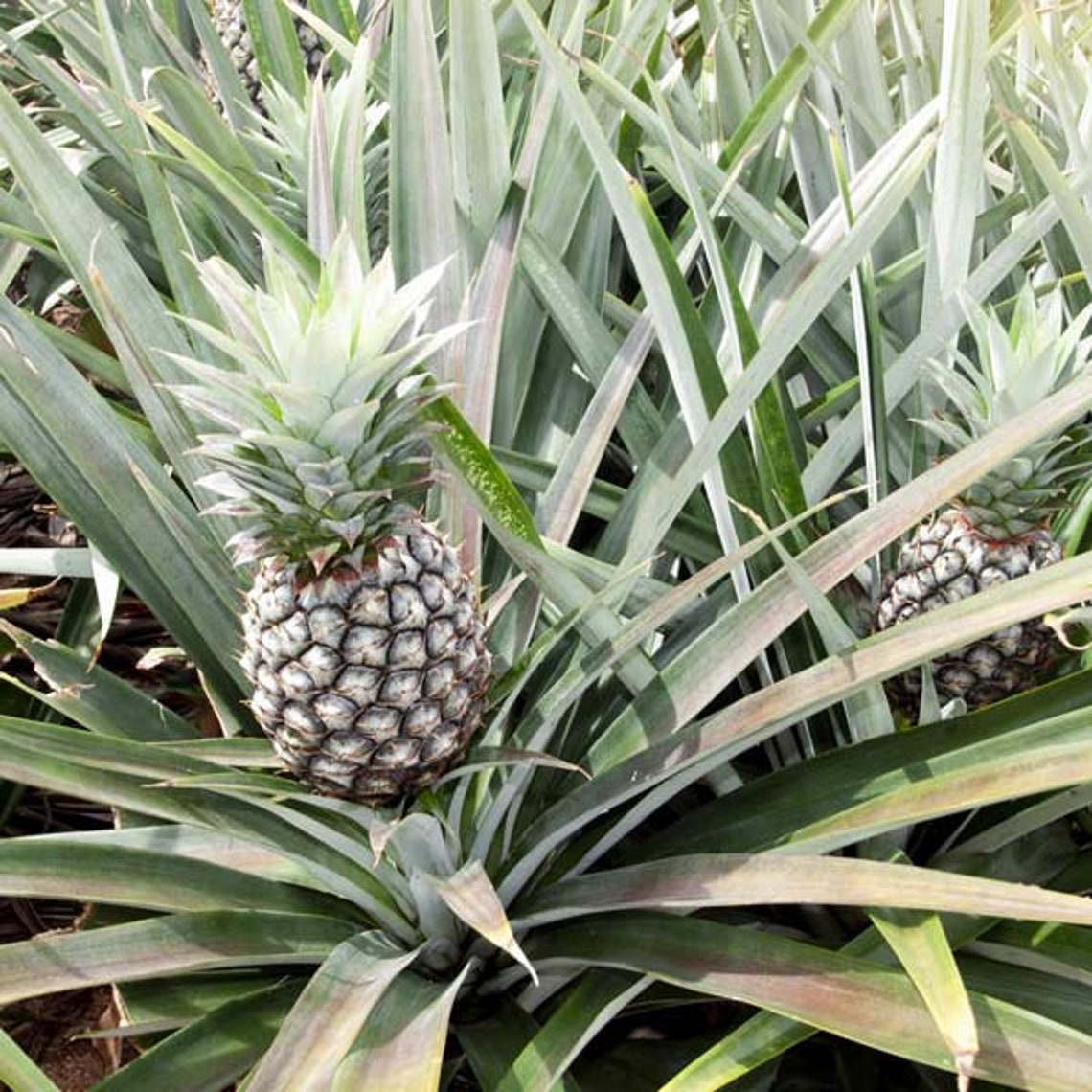 White Jade Pineapple Plant Ananas Cosomus Starter Plant Etsy